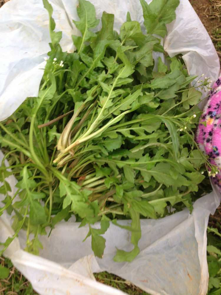 野生荠菜种子四季大叶荠菜种籽春季秋冬季种菜盆栽蔬菜现在种青菜