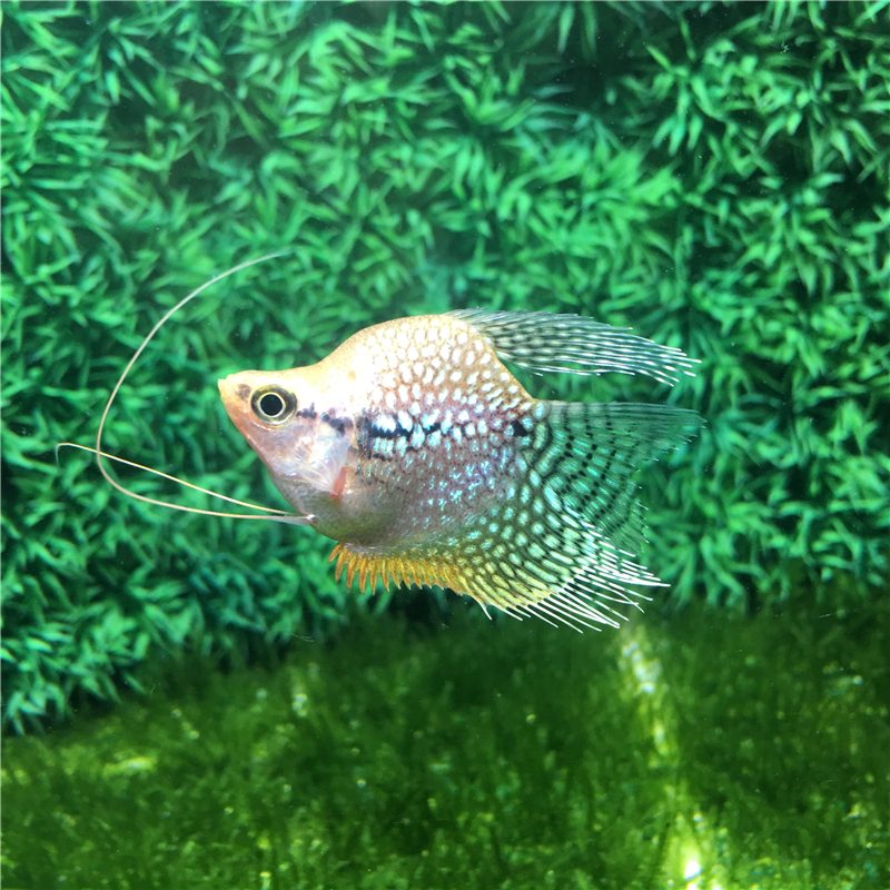 热带鱼包宠物淡水游鱼混养活体球灯观赏马甲鱼