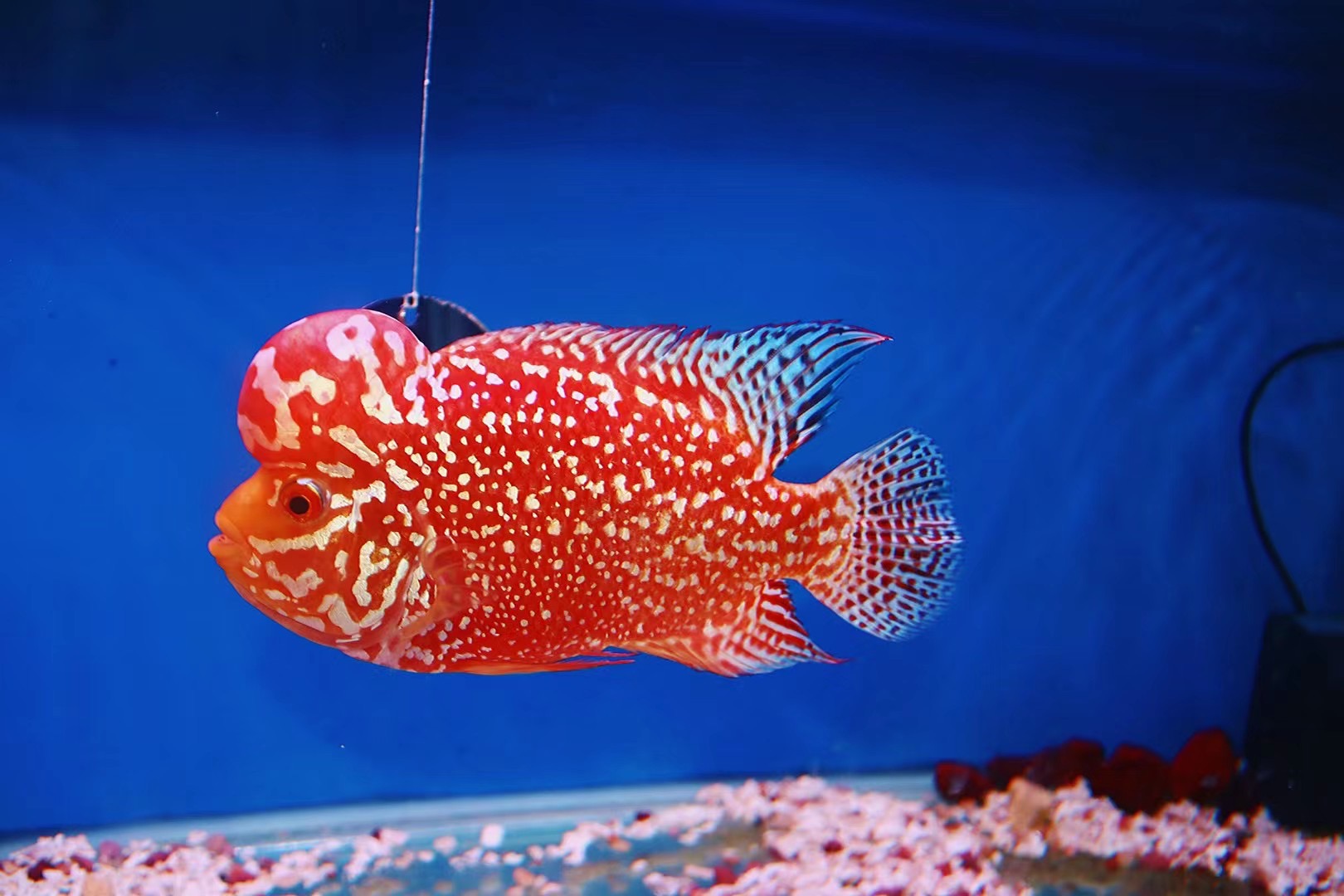 泰国渔场直销精品爆头鸿运当头罗汉鱼成鱼鱼苗热带鱼鱼