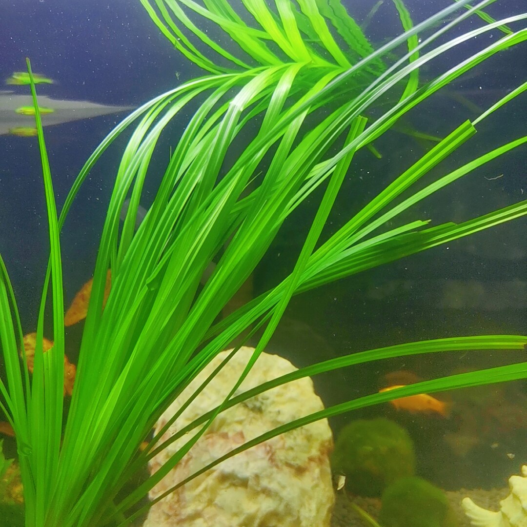泰国水剑中后后景水草原生懒人莫斯鱼缸造景水草