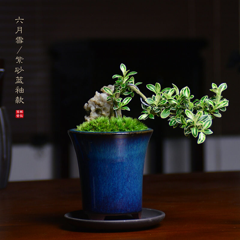 掌上盆景悬崖六月雪迷你盆栽中式紫砂茶桌办公室绿植