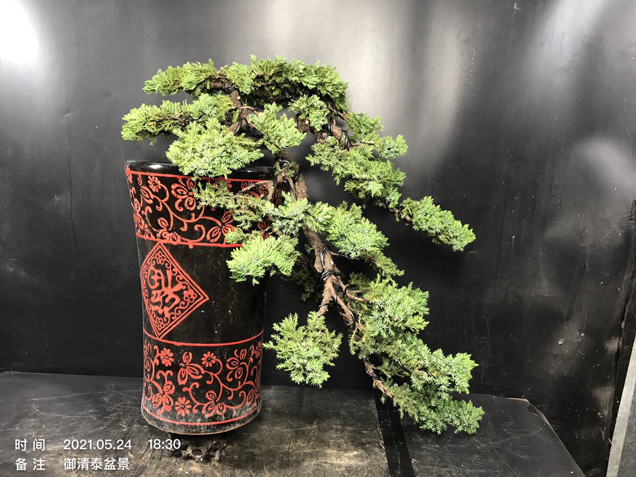 一物一拍新西兰珍珠柏盆景四季常绿2