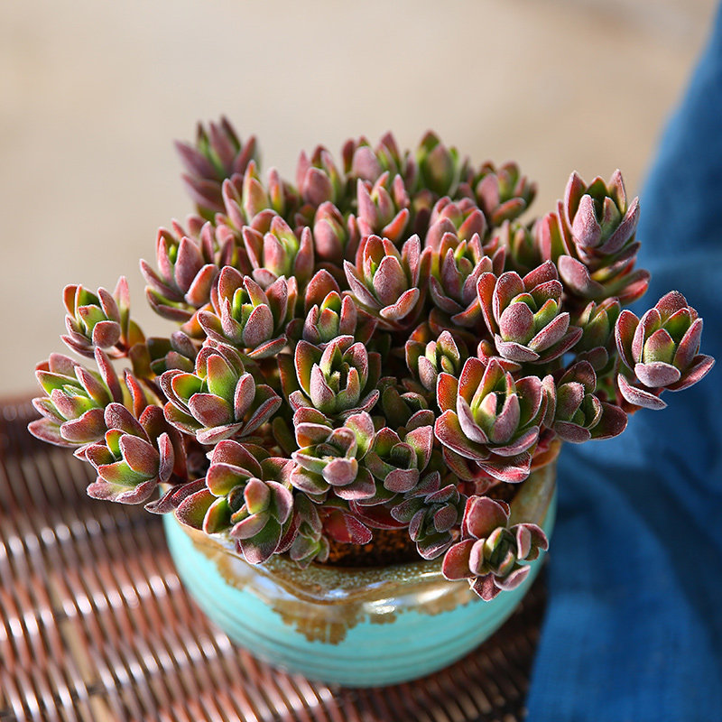 云南直发焰芒群生老桩多肉植物组合盆栽巨型多肉植物