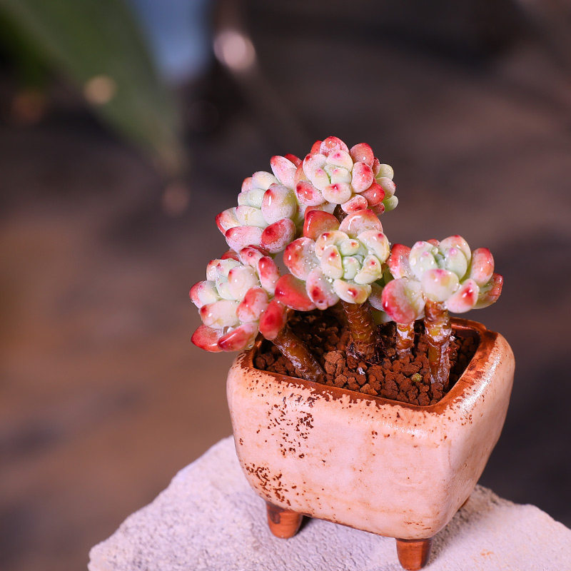 香味多肉劳尔罗琦老桩多肉植肉肉植物室内稀有多肉植物