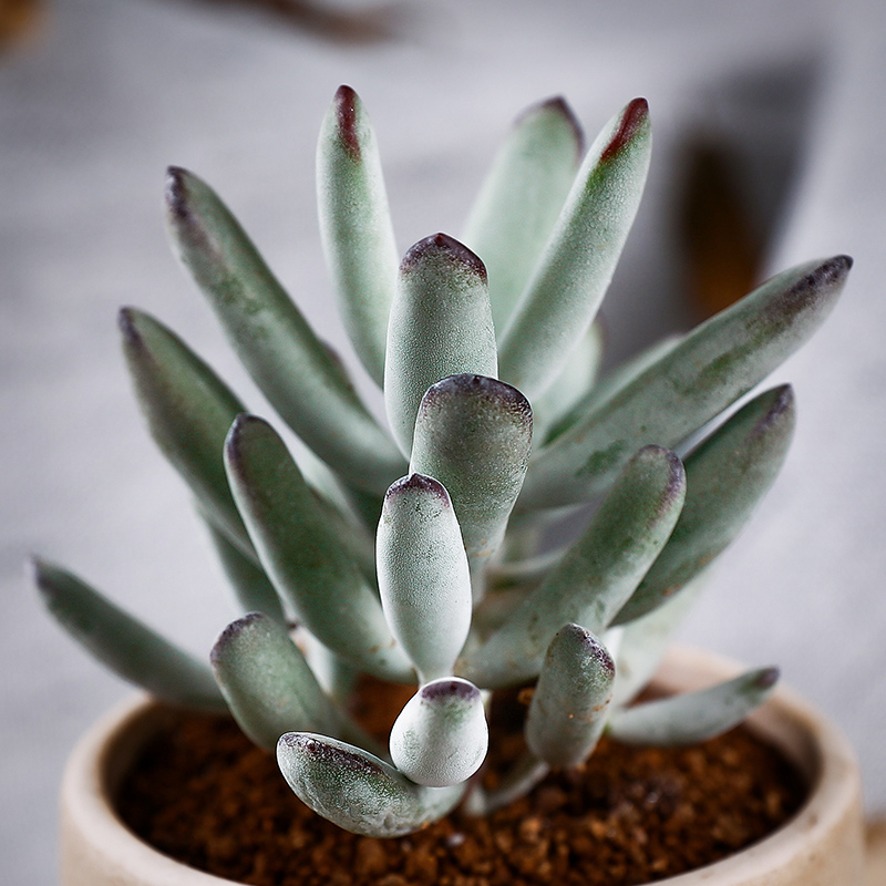 植物福娘多肉棒叶乒乓花卉室内稀有品种组合多肉植物