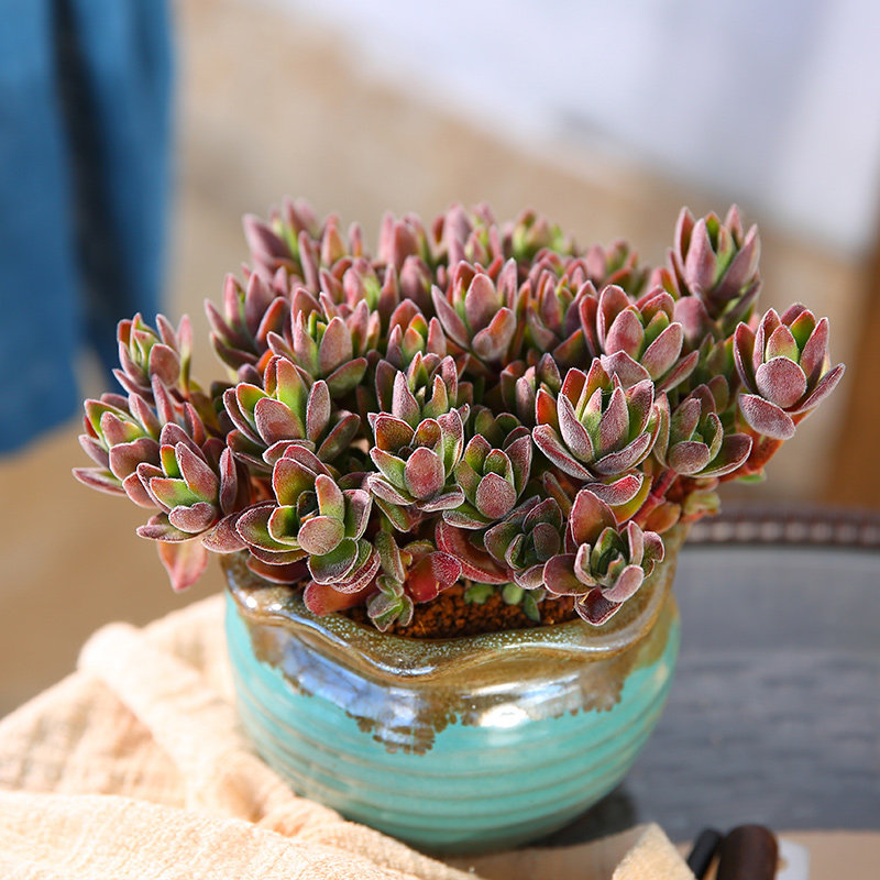 云南直发焰芒群生老桩多肉植物组合盆栽巨型多肉植物