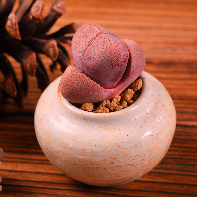 云南直发紫帝玉大元宝多肉红帝玉多肉植物组合盆栽稀有品种奇趣