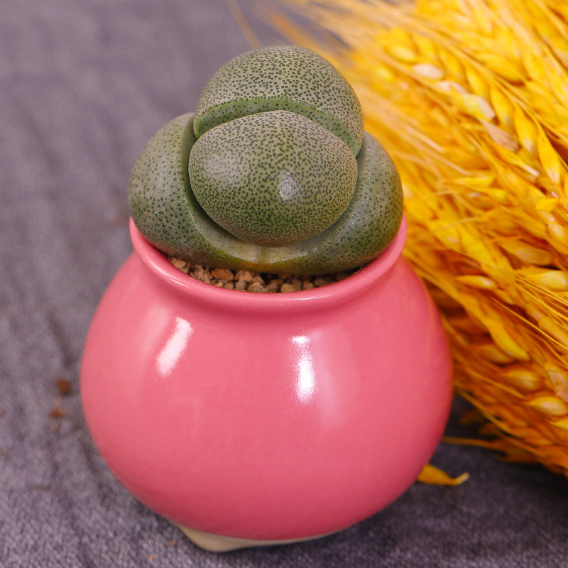 云南直发元宝绿帝玉多植物组合盆栽稀有品种多肉植物