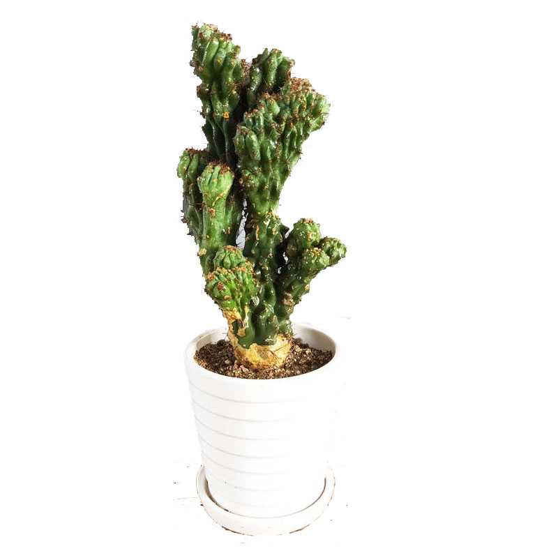 植物山影仙人山仙人掌盆景虎头峰罗汉山仙人柱多多肉植物