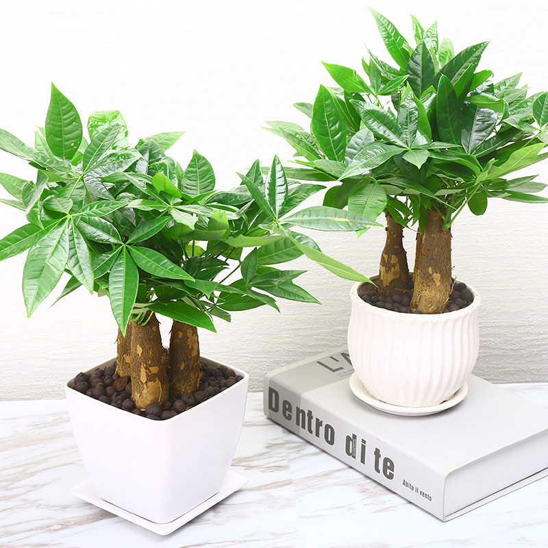 发财树室内招财绿植花卉植物客厅发财树盆栽小盆景四季常青植物