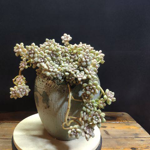 丸叶姬秋丽老桩悬崖桩露群生景天天科多肉植物多肉植物