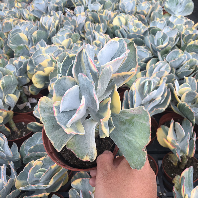 草木旭波之光光锦多肉植物银波锦属桌面阳台多肉植物