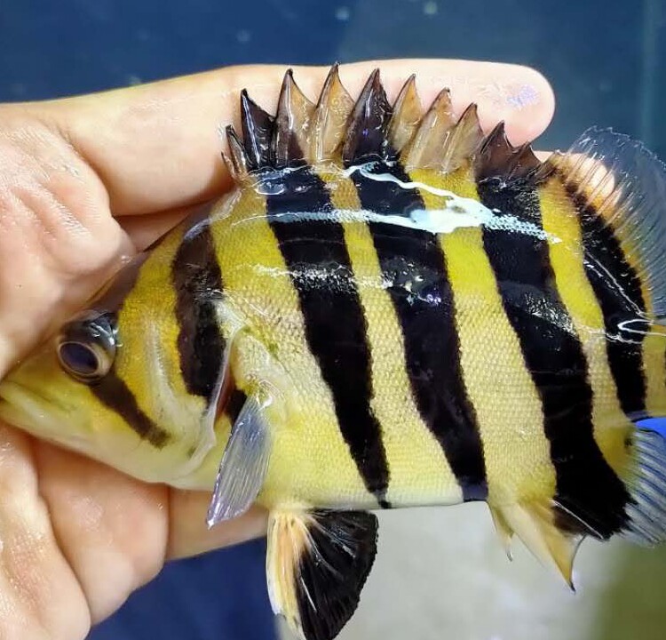 印尼三纹虎鱼泰国泰北虎淡水苏虎杂纹四纹虎观赏鱼练手虎鱼虎鱼苗