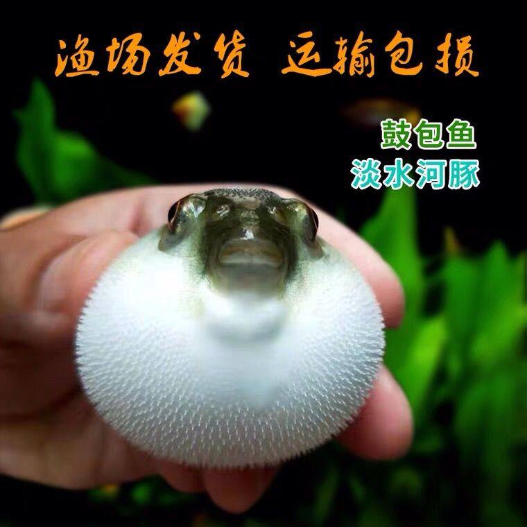 河豚热带鱼弓斑观赏鱼淡水鱼小河潜水艇狗头生气鱼