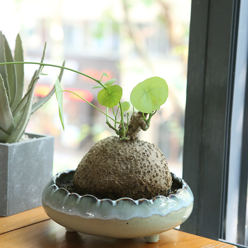 植物乌龟盆栽金不换爬藤盆景多肉块根办公室绿植绿植