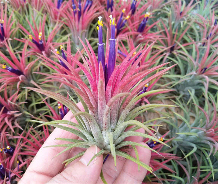 空气凤梨无土懒人植物全红红精灵办公办公室室内绿植