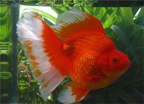 金鱼观赏鱼活体宠物宽尾琉金长尾金大尾碟尾风水鱼