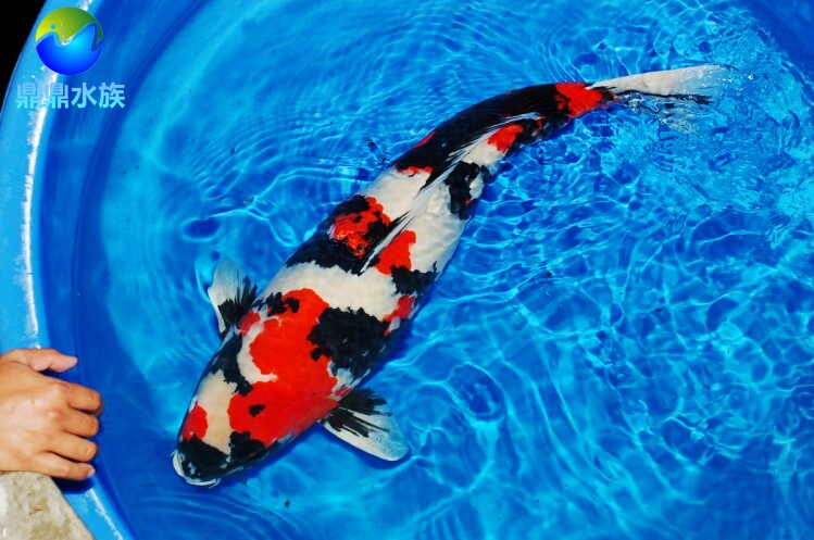 昭和三色锦鲤观赏鱼纯种日本进口锦鲤活体风水鱼淡水鱼冷水鱼包活