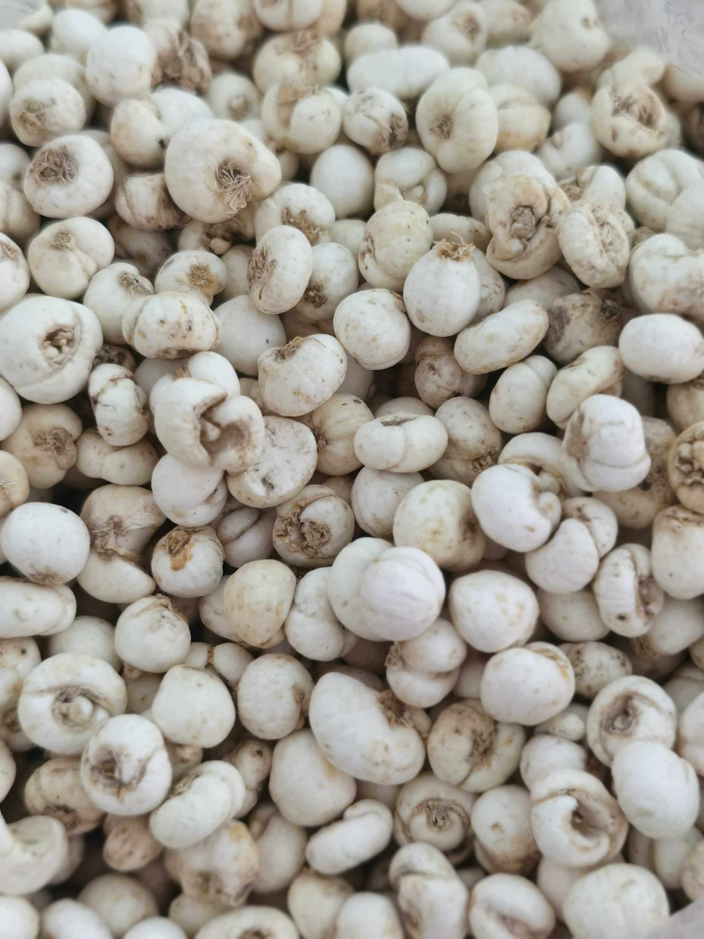 贝母新货东北正品野生川贝无硫熏同汤料煲汤川贝