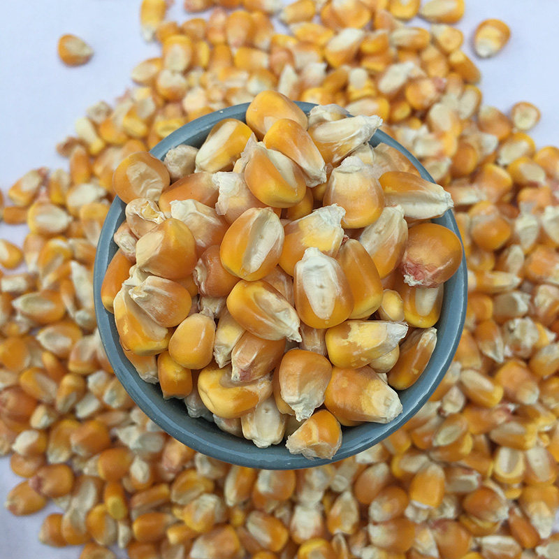 2021钓鱼打窝玉米粒玉米籽打窝鸽子子鸡鸭鸟宠物玉米