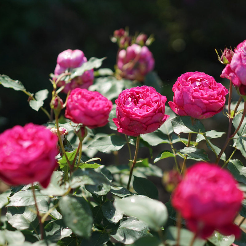 园美6l月季切花扦插焦糖古董诺言无双玫瑰月季