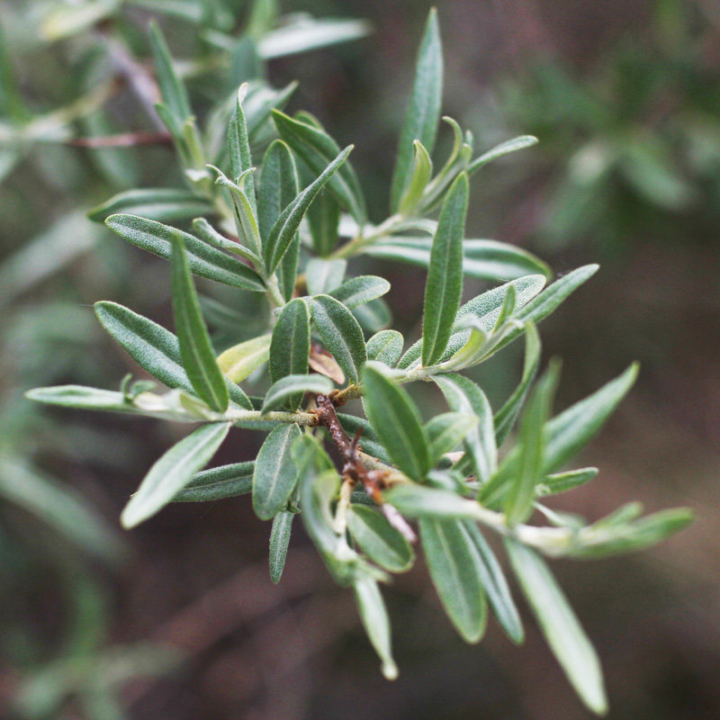 沙棘山西吕梁山梁山特产野生新鲜新沙棘叶子沙棘