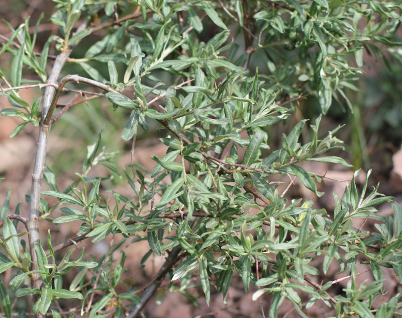 沙棘山西吕梁山梁山特产野生新鲜新沙棘叶子沙棘