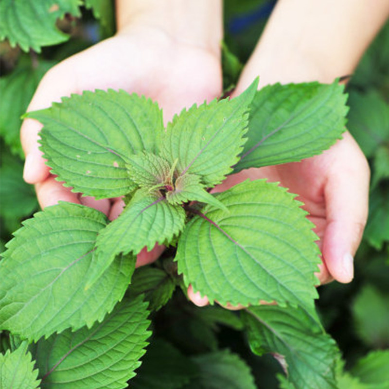 夏秋春夏绿苏苗子种子日本进口高端绿色盆栽家庭园艺种子