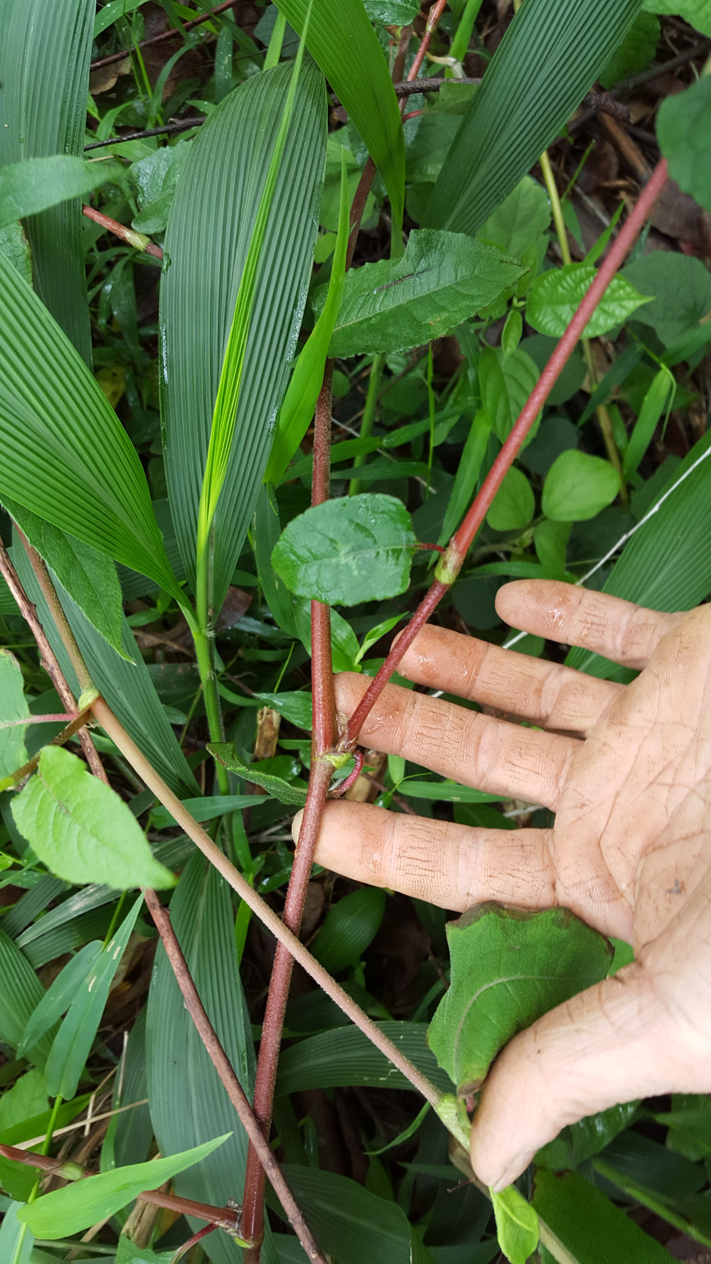 新鲜火炭母,赤地利,为炭星,白饭草 新鲜野生500g