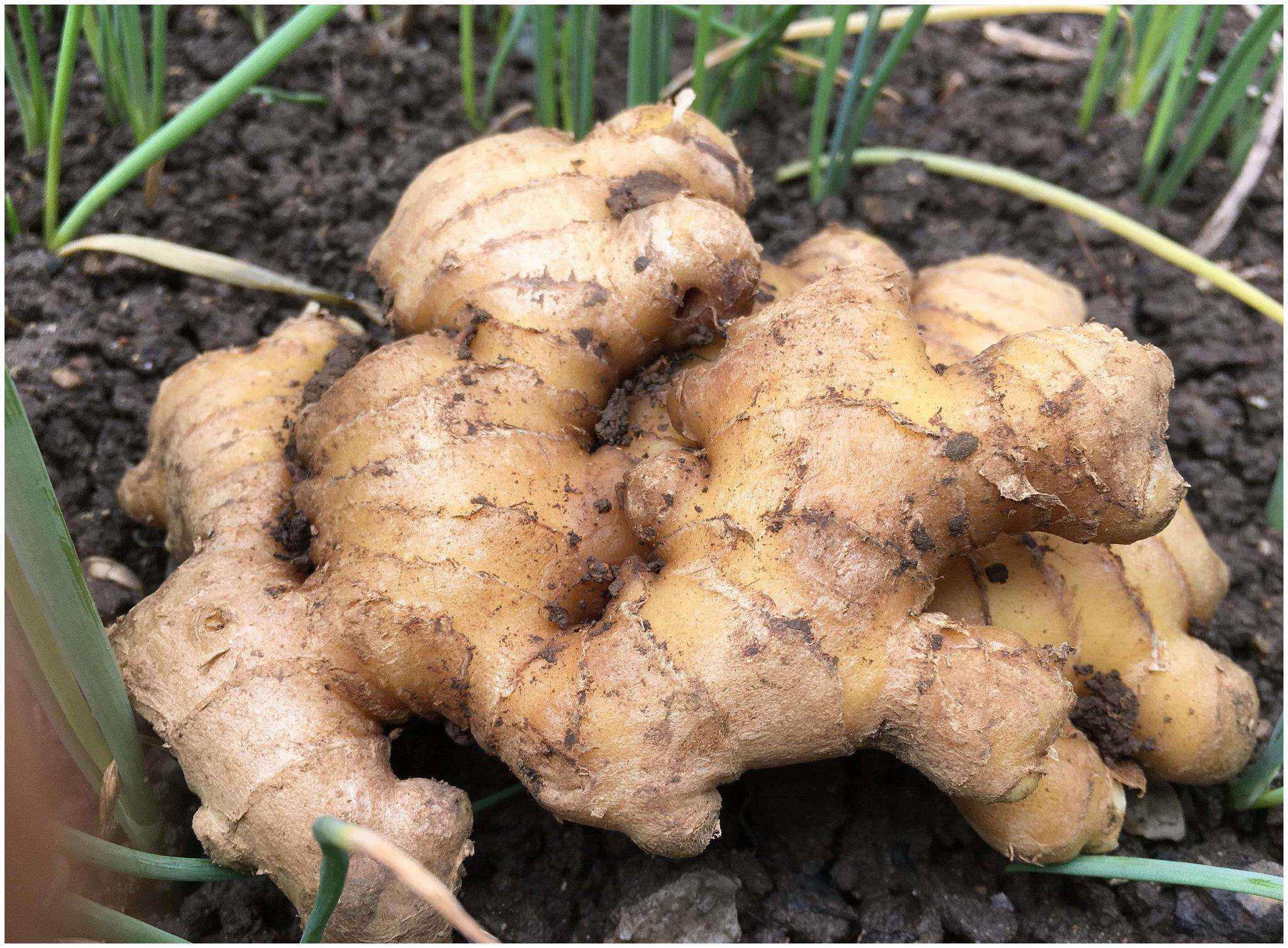小黄黄姜农家原生态机种植土新鲜生姜老姜月子生姜