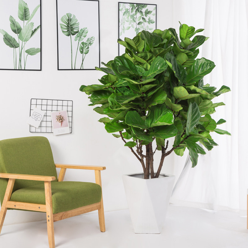 富贵叶琴叶榕盆栽大型绿植室内客厅大叶北欧吸甲醛琴叶榕盆栽植物