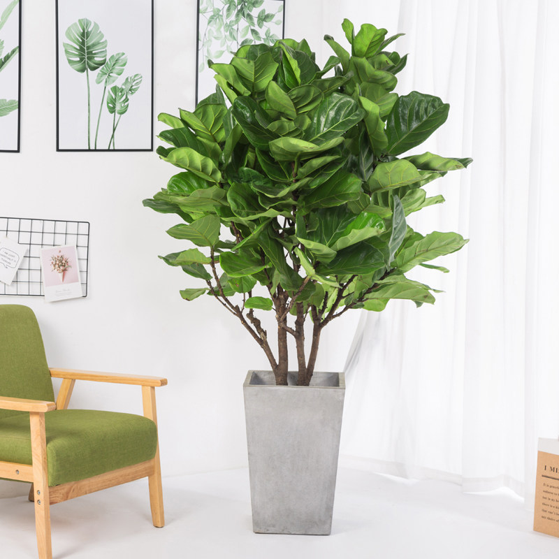 盆栽富贵叶琴叶大型绿植室内客厅大叶绿植