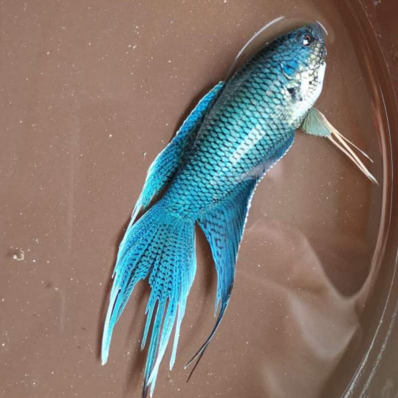 斗鱼中国无纹沙蛮鱼花手巾热带冷水观赏鱼淡水鱼