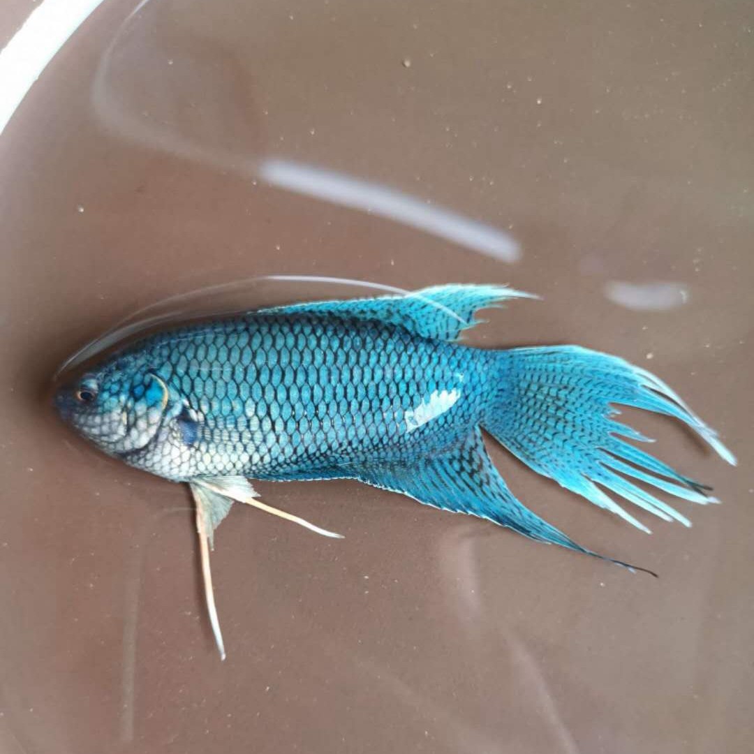 斗鱼中国无纹沙蛮鱼花手巾热带冷水观赏鱼淡水鱼