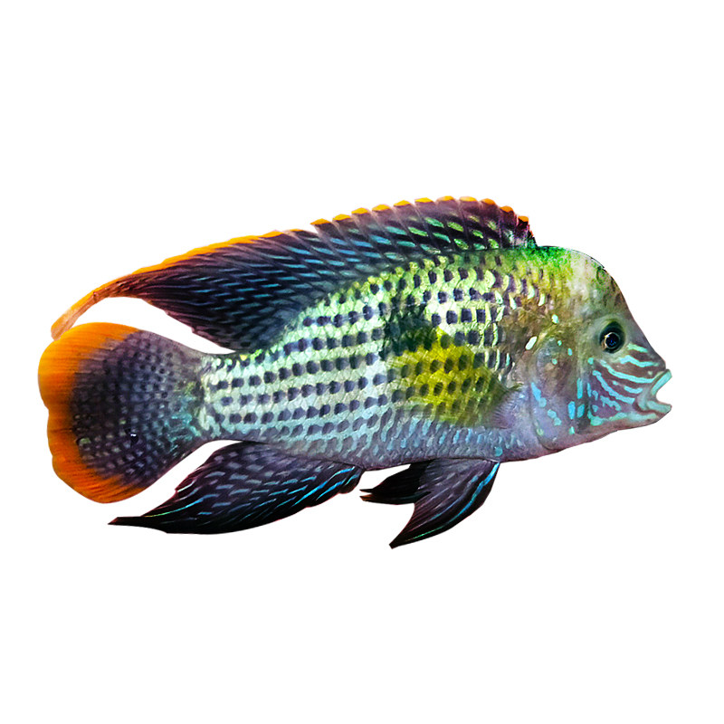 红尾玉面皇冠新手混养慈鲷龙鱼配鱼大型热带鱼观赏鱼鱼苗活体包邮