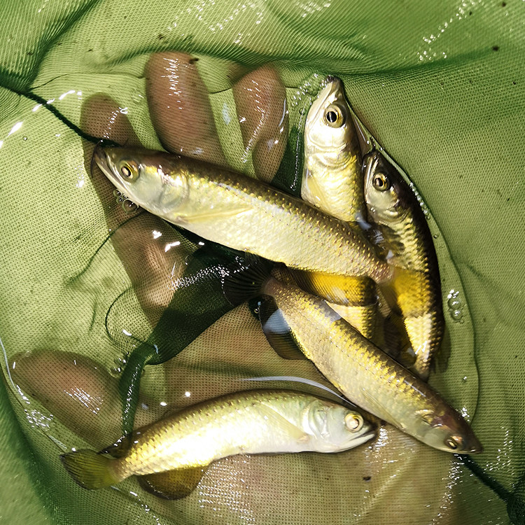 龙鱼顺丰包邮澳洲澳洲星星点活体金龙红龙练手鱼