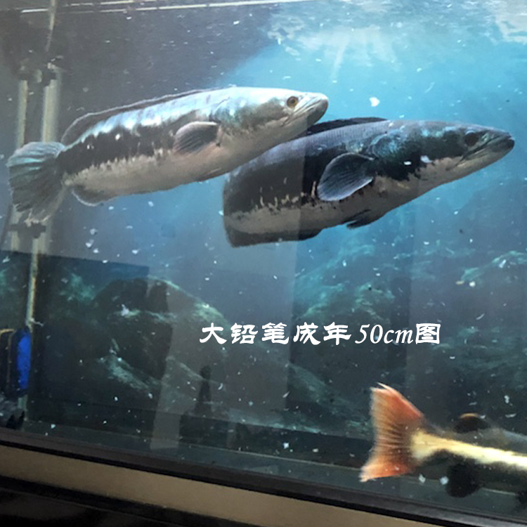 铅笔鱼雷雷龙小盾多曼凶猛肉食龙鱼大型宠物鱼