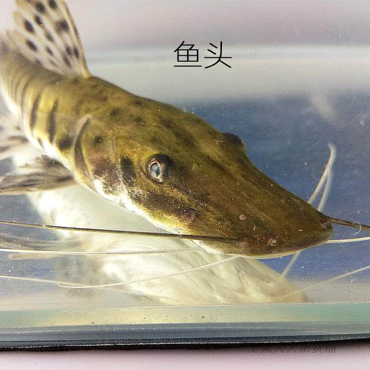 顺丰包邮虎鸭嘴鲨鱼活体底层凶猛肉食食鱼龙鱼鱼