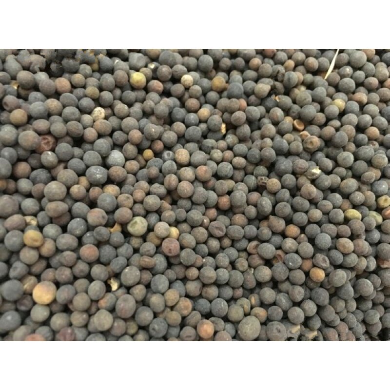 木槿种子红花木槿种子重瓣朱槿绿化林木苗木植物树种子包邮