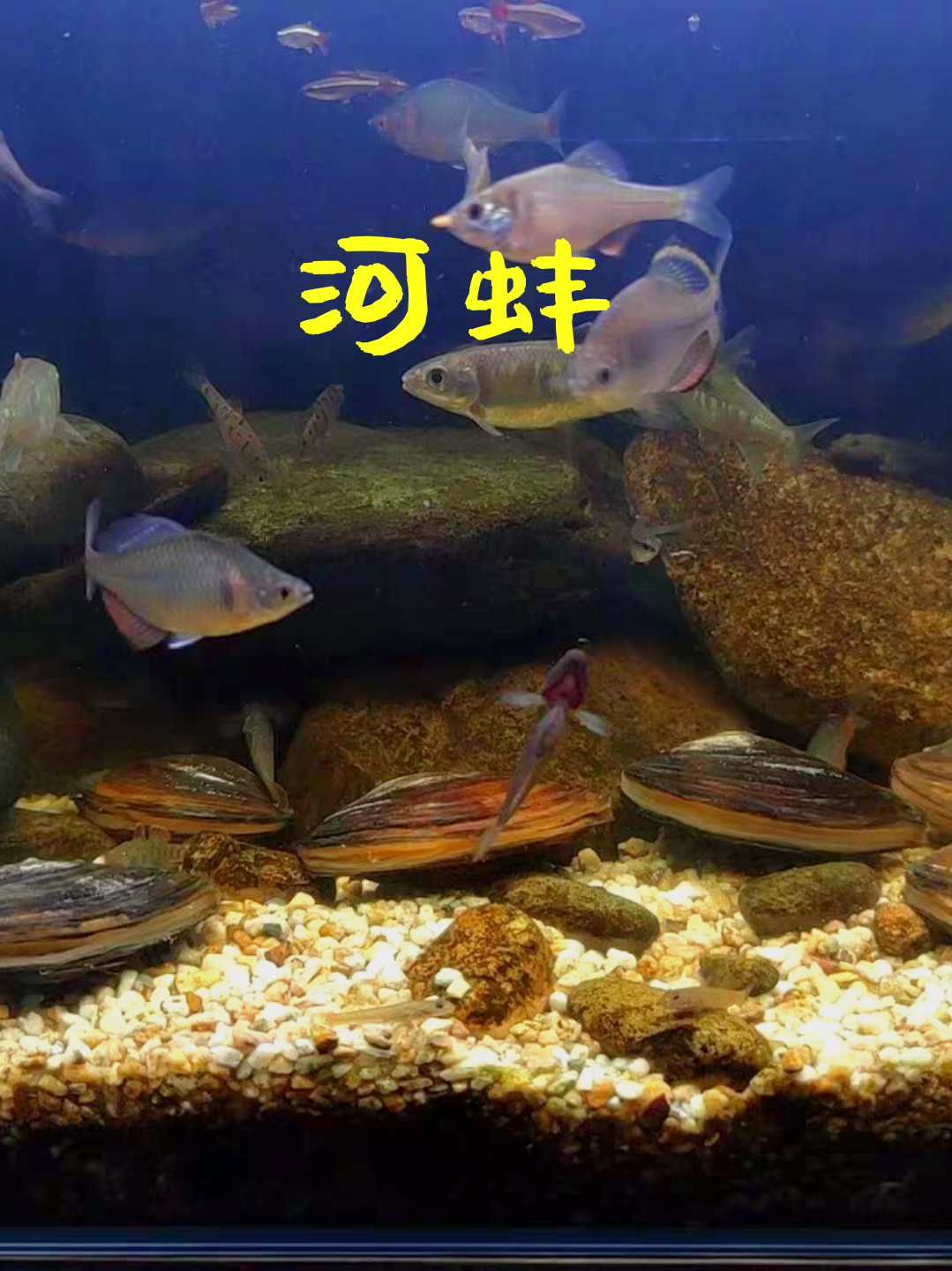 河蚌养鱼缸图片
