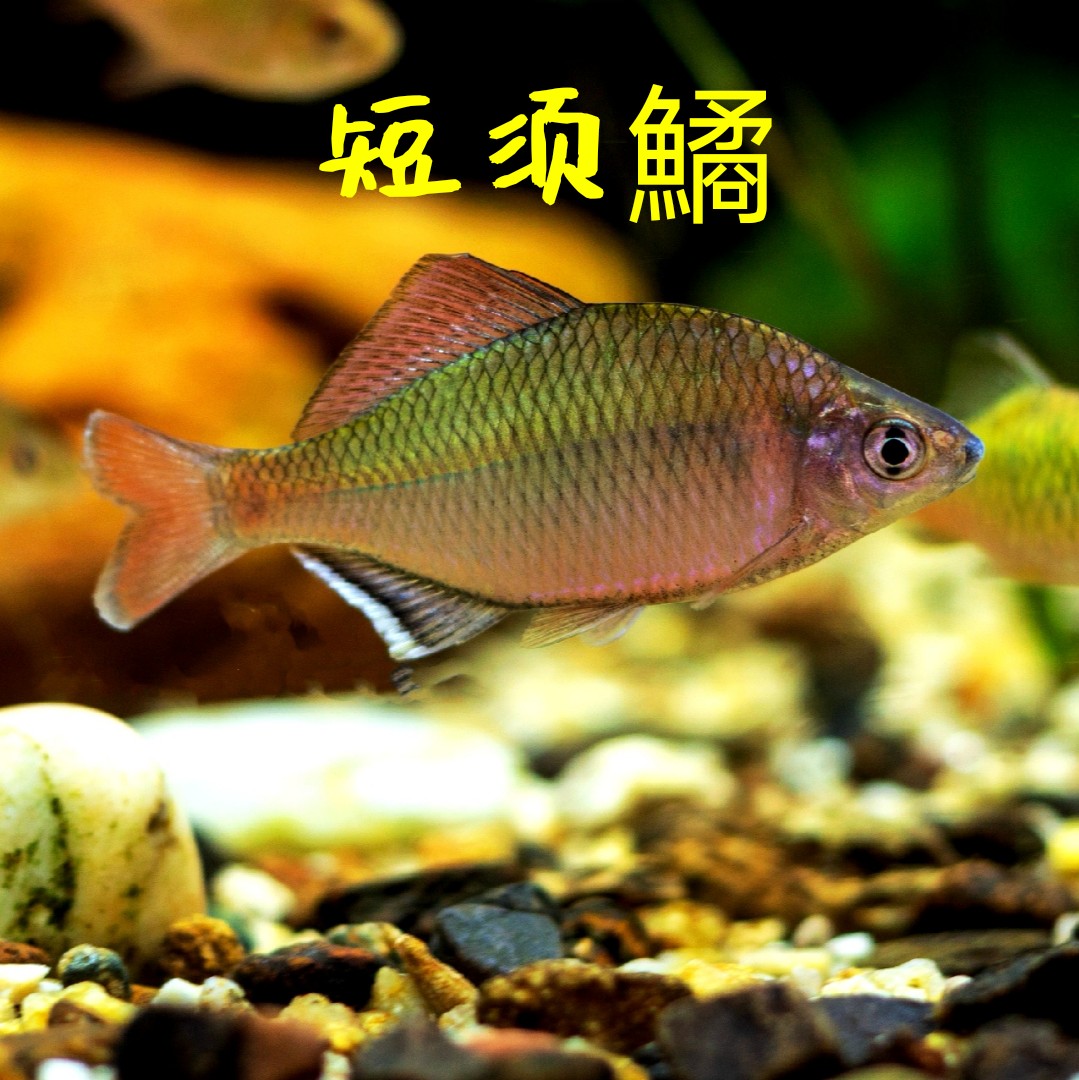 原生越南鱊广齐氏短须彩石鳑鲏溪流冷水观赏鱼鱼