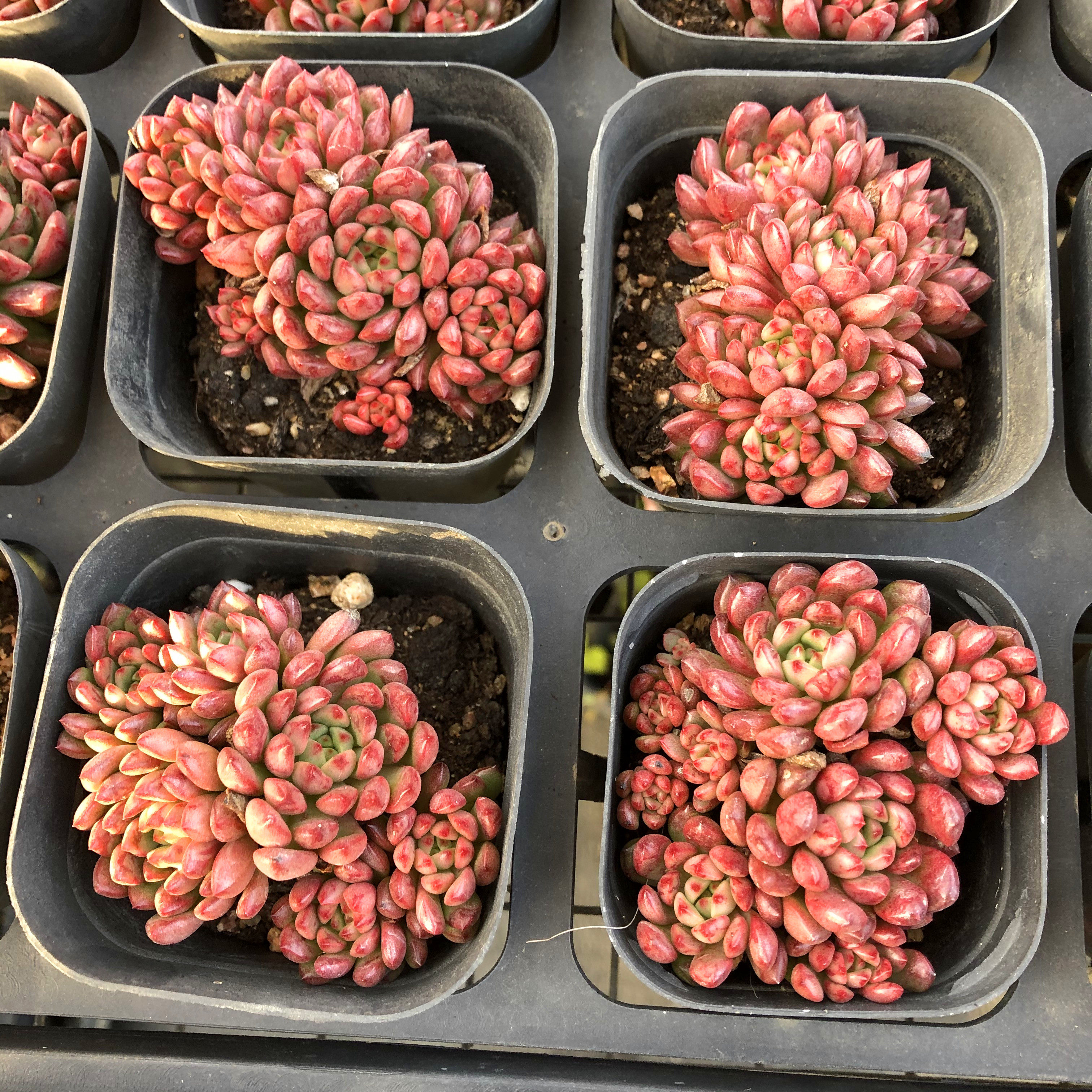 红宝石一物一拍盆栽好多肉老桩超大群生多头窗台多肉植物