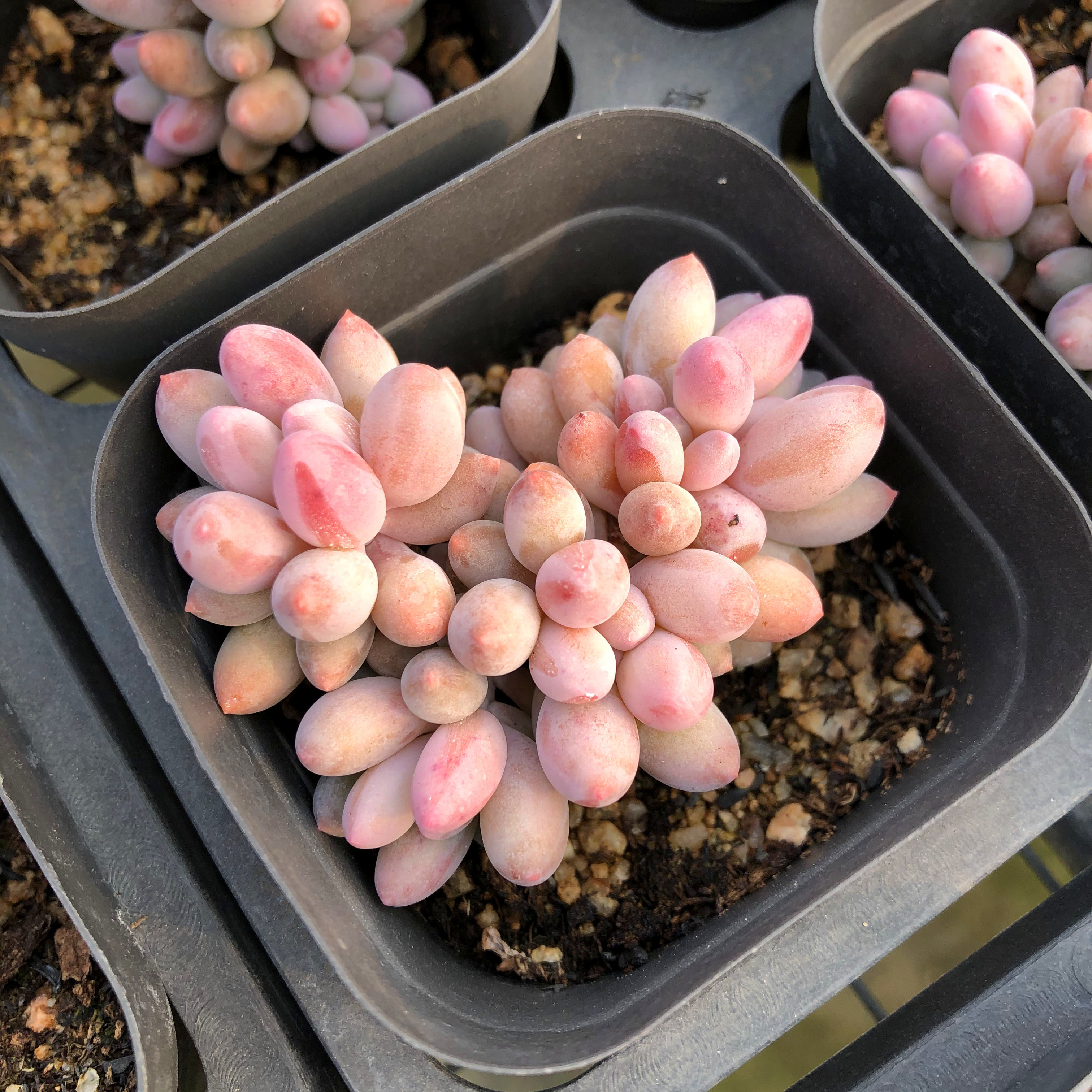 婴儿手指多头群生多肉植物38包邮多肉植物