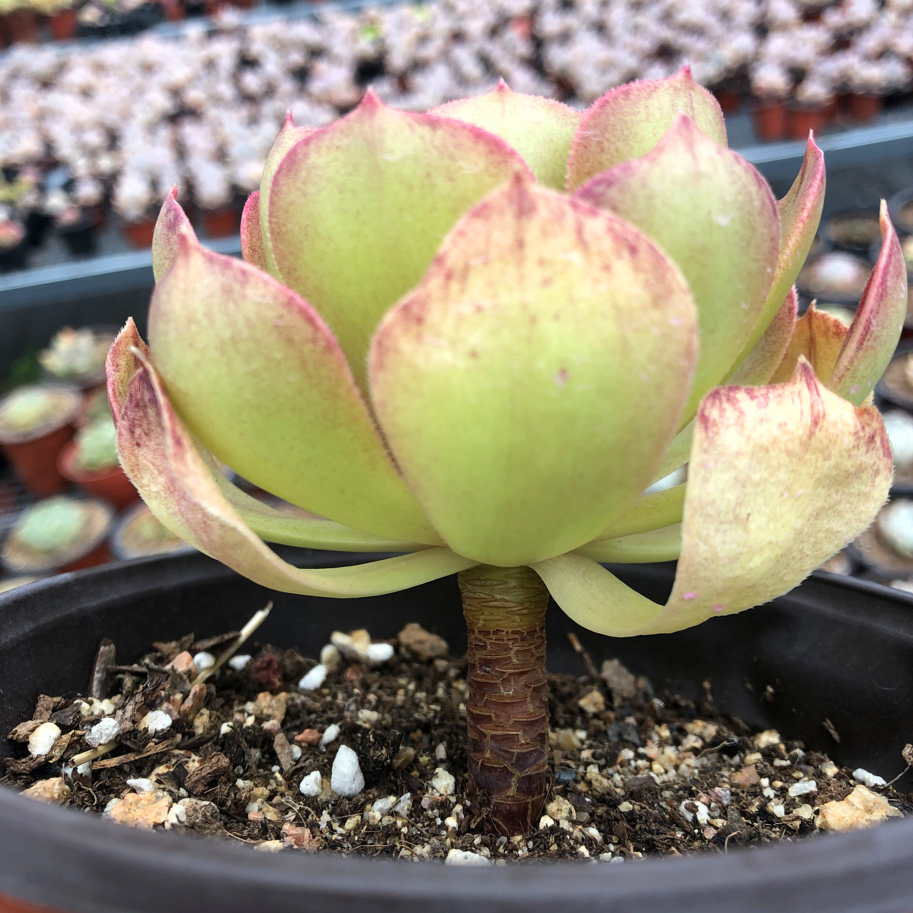 沙拉法师多肉植物万圣节群生多头多肉植物