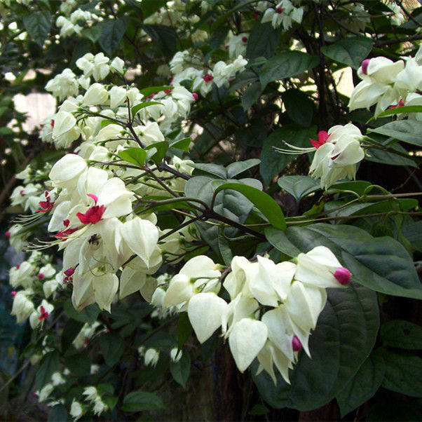 龙吐珠花苞花藤藤本爬藤植物围墙墙花当年开花花卉