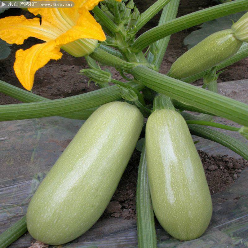新鲜西葫芦现摘现发5斤净重包邮茭瓜白瓜角开封市其它