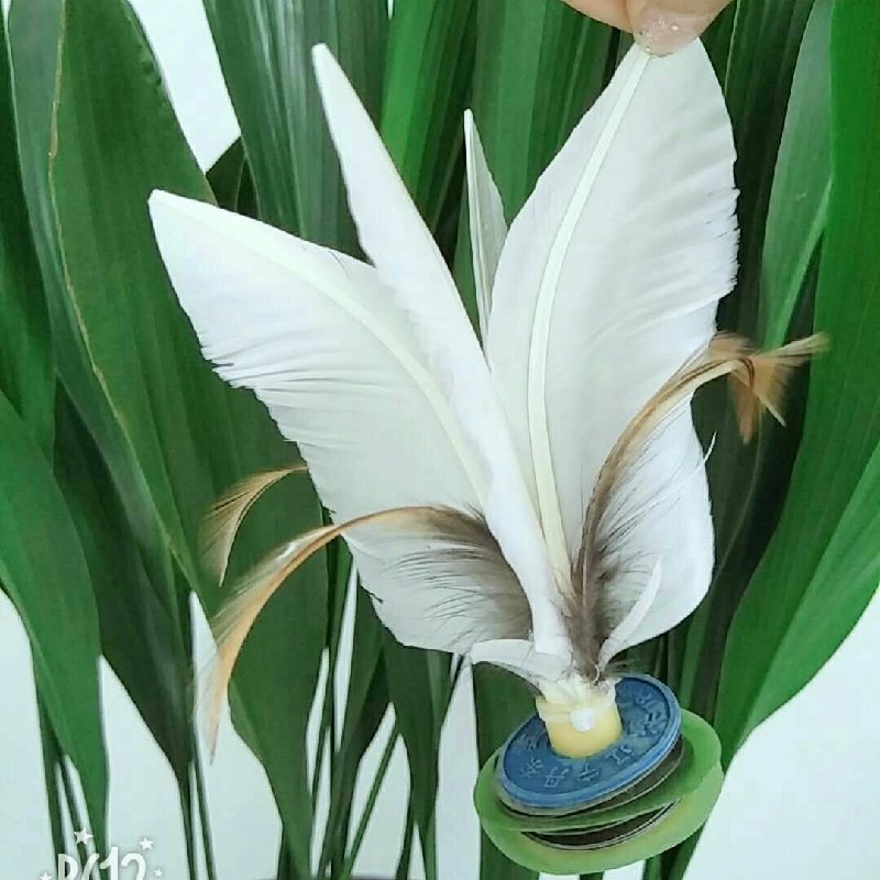 丹东福牌大白毽子防风毽快毽学生成人比赛用毽鹅毛耐踢10个起发货