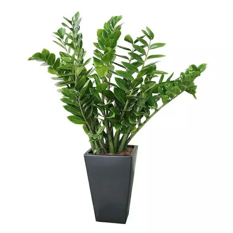 金钱树摇钱树室内客厅大绿植盆栽盆景花卉吸甲醛观叶招财植物包邮