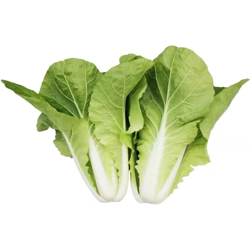 快菜种籽蔬菜青菜播小四季农家种子白菜毛白菜家庭园艺种子