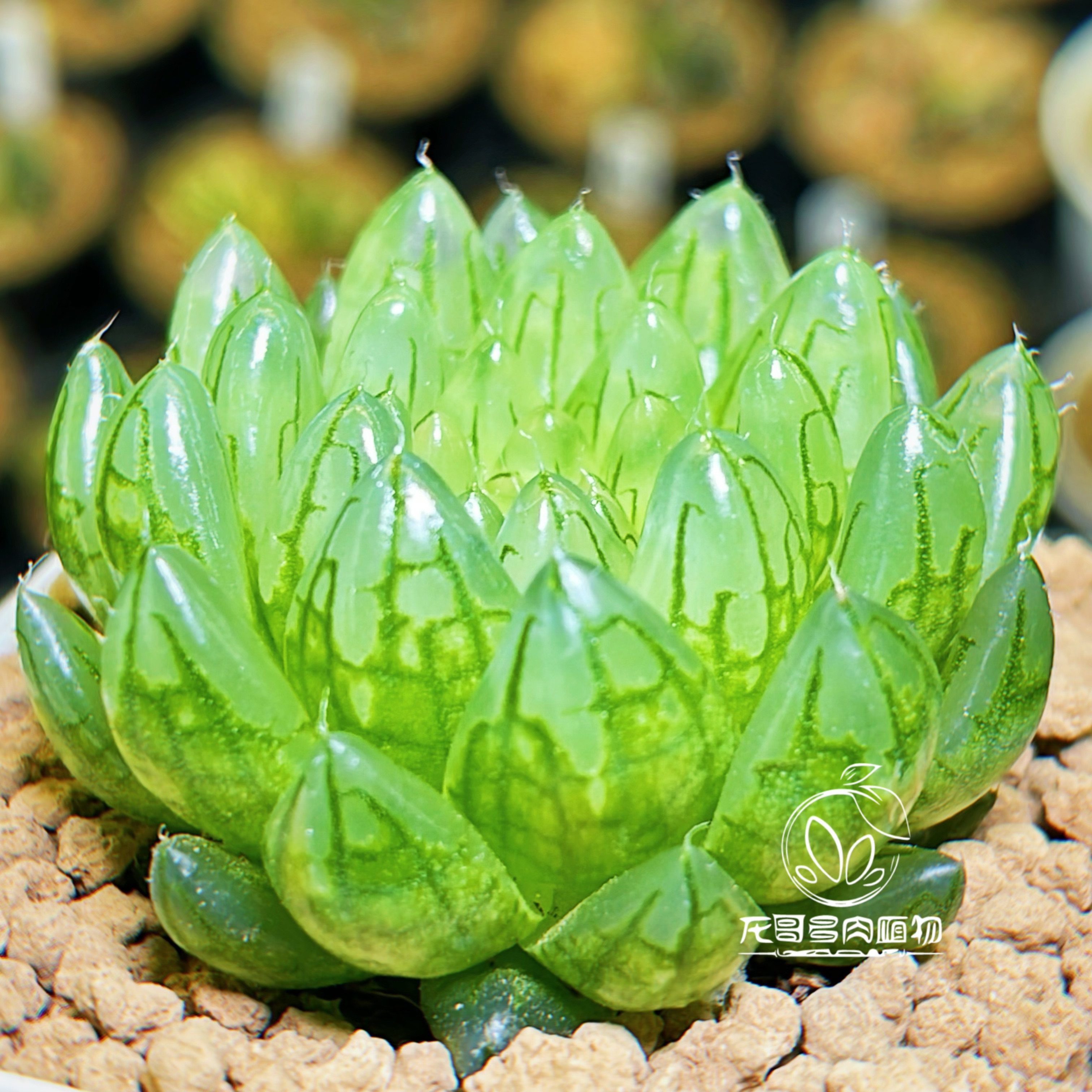 一物盆栽植物卷多十二玉露变异水晶女神风格:天津发货地:折后0616